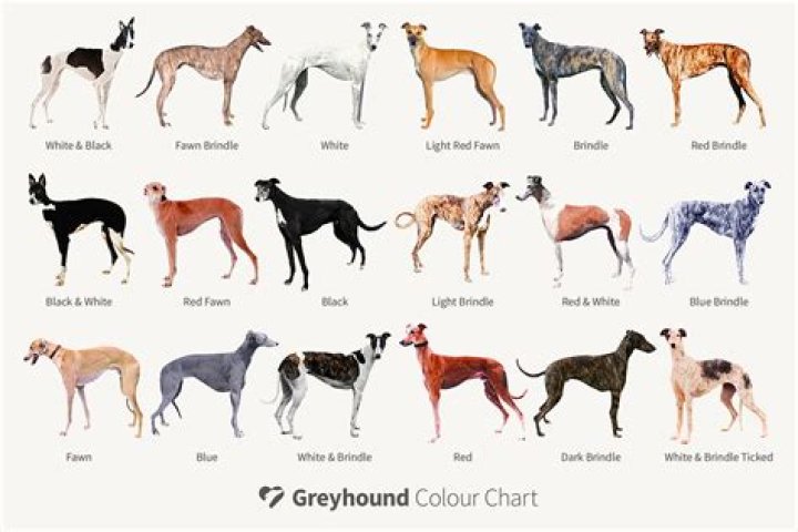 Borz Hund: The Majestic Sighthound With A Rich History