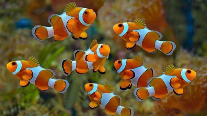 Exploring The Enigmatic Freshwater Clownfish: A Guide To Their Habitat And Care