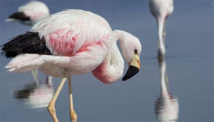 Exploring The Intriguing Dynamic Of The Black Bull And White Wife