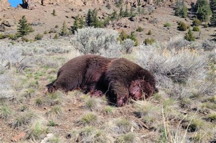 Surviving The Wilderness: Has Anyone Ever Killed A Bear On Alone?