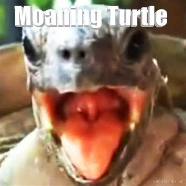 Turtle Moaning Meme: The Unexpected Viral Sensation