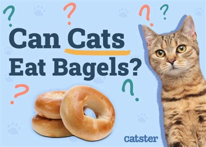 Unraveling The Mystery Of The Bagel No Bagel Cat