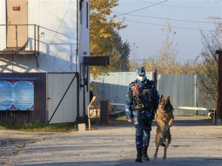Unveiling The Mystery Of Black Dolphin Prison's Dogs In Russia