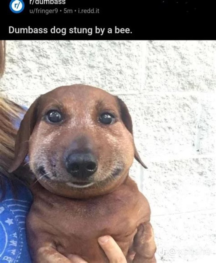 When Humor Bites: The Dog Stung By Bee Meme Phenomenon