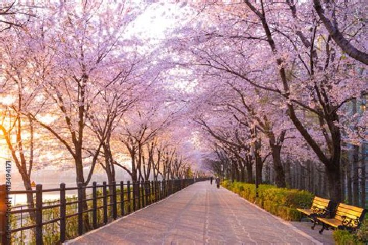 When To Experience The Enchantment Of Cherry Blossoms In Korea
